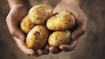 Úžasné fakta o bramborách: pravda o škrobu
