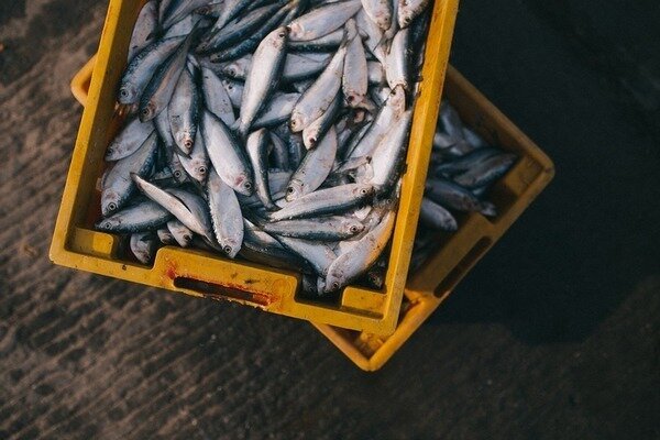 Ryby si můžete koupit beze strachu - byly uloveny ráno (Foto: Pixabay.com)