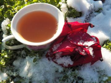 Čaj z okvětních lístků růže