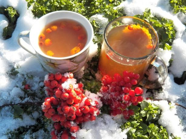 Viburnum a jeřabina čaj při nachlazení můžeme pomoci mne ven!