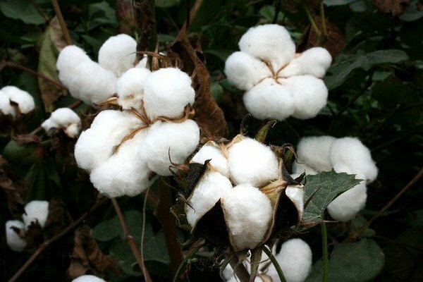 Olej z bavlníkových semen je v Rusku poměrně vzácným produktem kvůli své vysoké ceně (Foto: Pixabay.com)