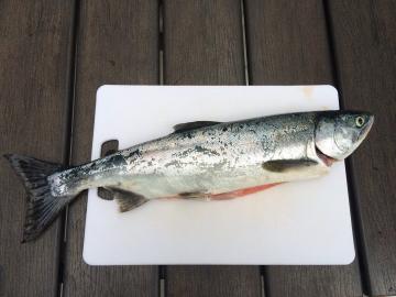 Nejlevnější a nejrychlejší způsob solení lososa