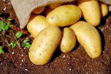 Nespravedlivě osočil: Rozptýlení tři mýty o nebezpečí z brambor