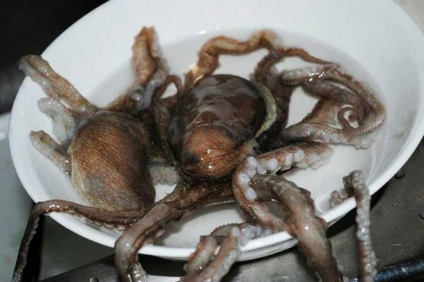 Živá chobotnice může udělat skvělou večeři (Foto: prompx.info)