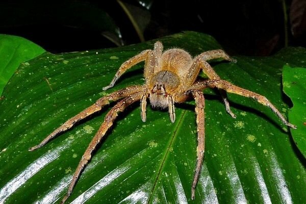 Kousnutí i malých pavouků může být nebezpečné (Foto: topcafe.su)