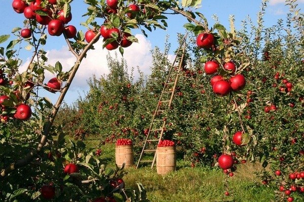 Jen jedno jablko může zabít zápach. (Foto: Pixabay.com)