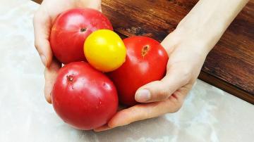 Jak skladuji rajčata po celou zimu bez mrazničky, aby byla svěží v chuti a vzhledu