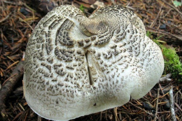 Toxiny z této houby mohou způsobit smrt (Foto: Pixabay.com)